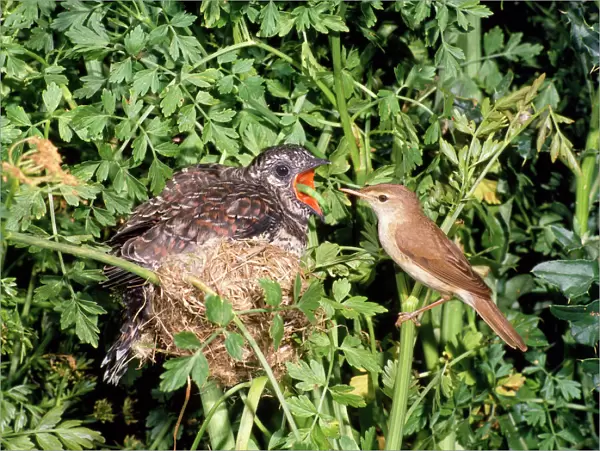 Cuckoo - young in Reed Warbler nest being feed - UK
