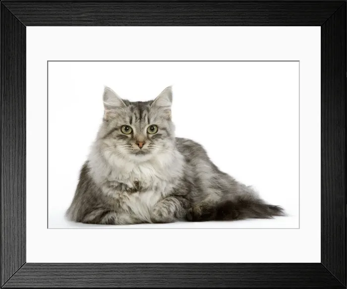 Framed Print : Cat - Siberian - long-haired black & silver mackerel tabby Framed Print : Cat - Siberian - long-haired black & silver mackerel tabby