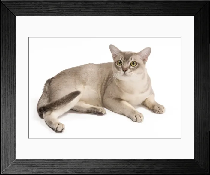 Framed Print : Burmilla Cat - in studio Framed Print : Burmilla Cat - in studio