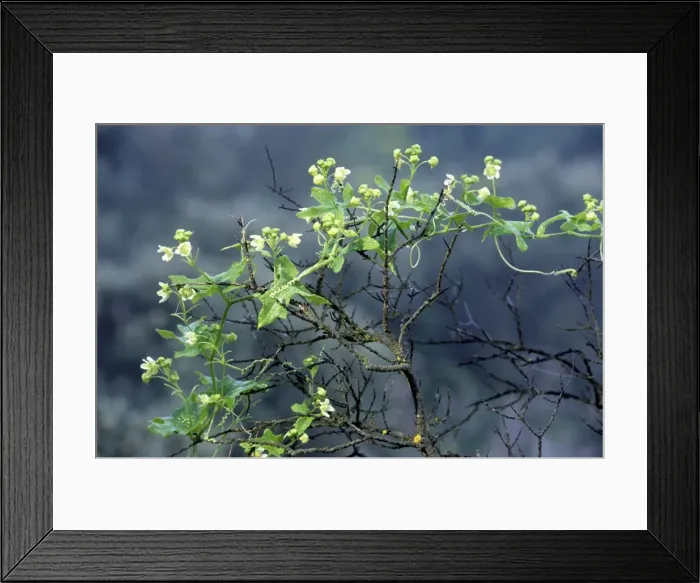 Framed Print : White Bryony Framed Print : White Bryony