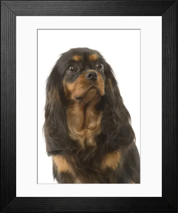 Framed Print : Dog - Cavalier King Charles Spaniel Framed Print : Dog - Cavalier King Charles Spaniel