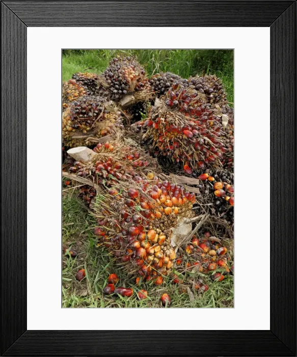 Framed Print : Oilpalm fruits, Sabah, Borneo, East Malaysia Framed Print : Oilpalm fruits, Sabah, Borneo, East Malaysia