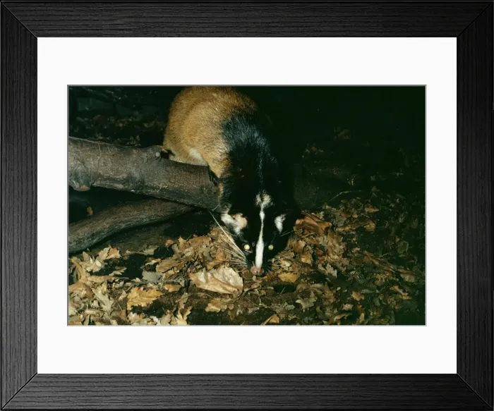 Framed Print : Masked Palm Civet LB 4330 Paguma larvata © I. R. Beames / ARDEA LONDON Framed Print : Masked Palm Civet LB 4330 Paguma larvata © I. R. Beames / ARDEA LONDON