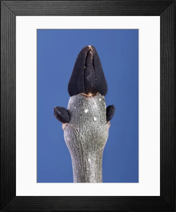 Framed Print : Ash - common ash bud Framed Print : Ash - common ash bud