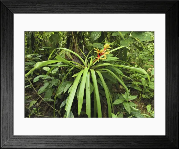 Framed Print : Tropical rainforest with bromeliad San Cipriano Reserve, Cauca, Colombia Framed Print : Tropical rainforest with bromeliad San Cipriano Reserve, Cauca, Colombia
