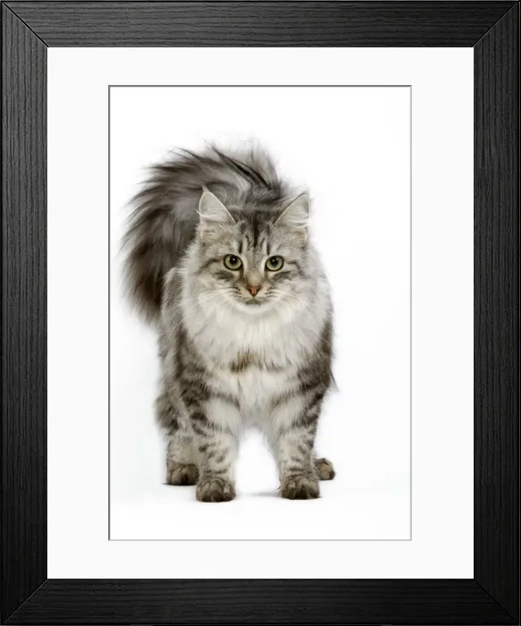 Framed Print : Cat - Siberian - long-haired black & silver mackerel tabby Framed Print : Cat - Siberian - long-haired black & silver mackerel tabby