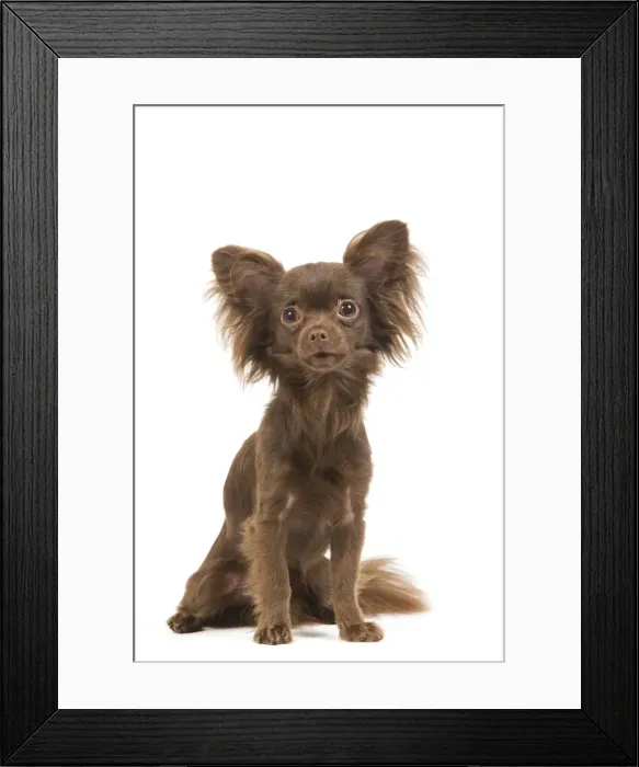 Framed Print : Dog - Long-haired Chihuahua in studio
