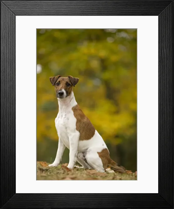 Framed Print : Dog - Fox Terrier - short-haired - outside Framed Print : Dog - Fox Terrier - short-haired - outside