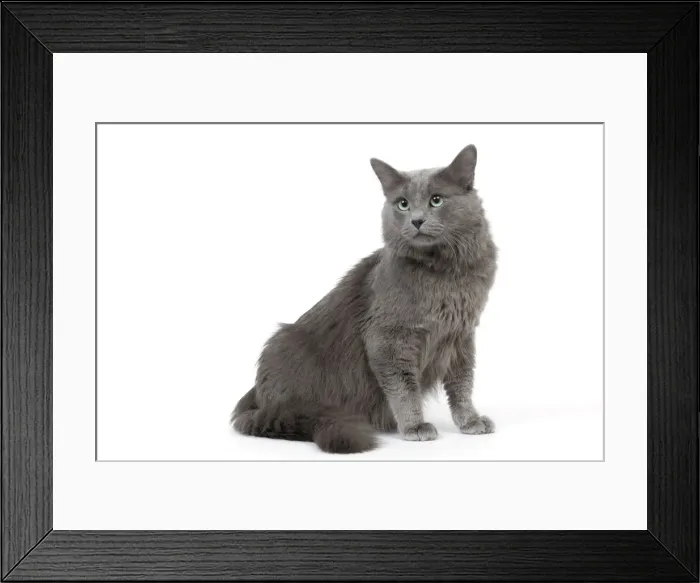 Framed Print : Cat - Nebelung in studio Framed Print : Cat - Nebelung in studio