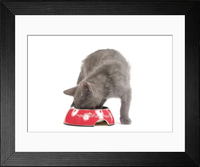Framed Print : Cat - Chartreux kitten in studio eating from bowl Framed Print : Cat - Chartreux kitten in studio eating from bowl