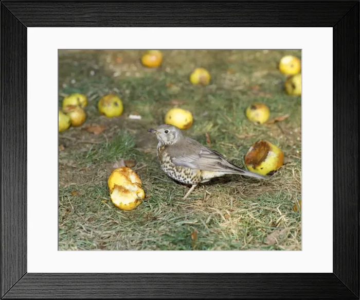 Framed Print : Mistle Thrush - feeding on apples in winter - Sussex - UK Framed Print : Mistle Thrush - feeding on apples in winter - Sussex - UK