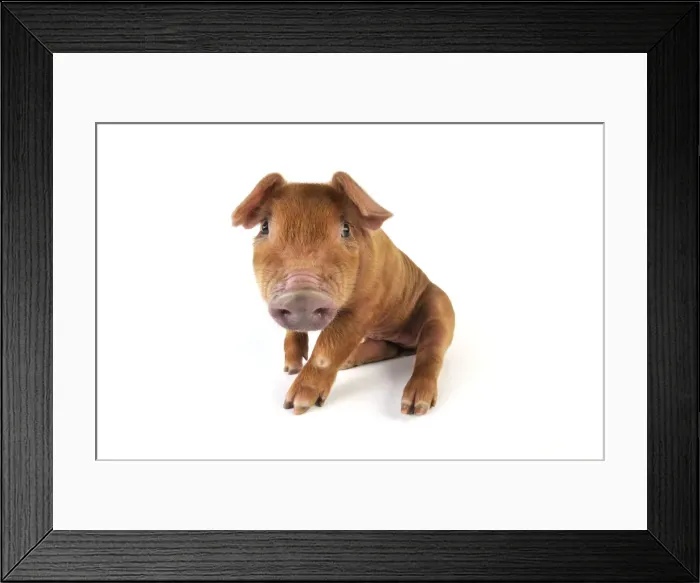 Framed Print : Pig. Duroc piglet on white background Framed Print : Pig. Duroc piglet on white background