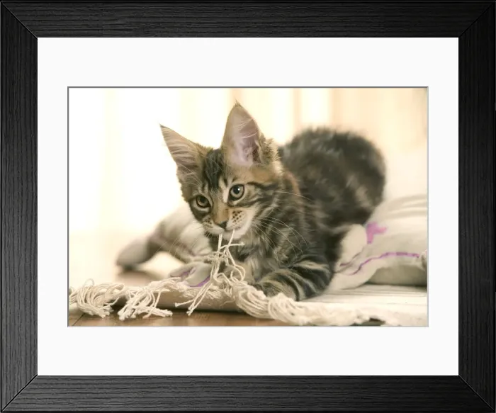 Framed Print : Cat- Maine coon kitten playing with rug Framed Print : Cat- Maine coon kitten playing with rug