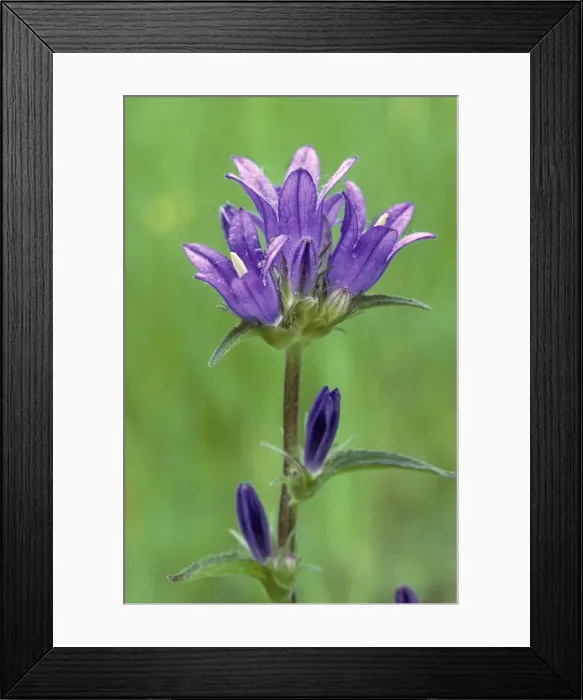 Framed Print : Clustered Bellflower Framed Print : Clustered Bellflower