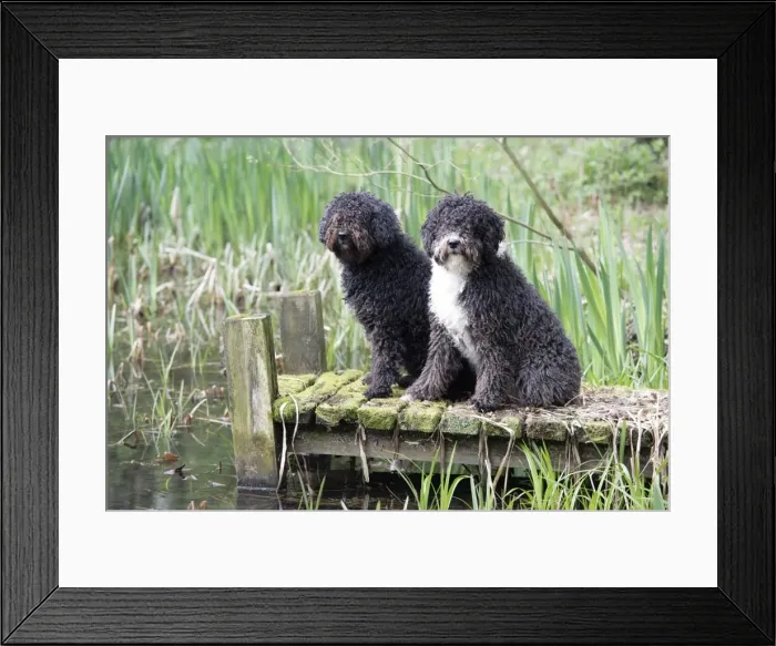 Framed Print : DOG. Spanish Water Dogs