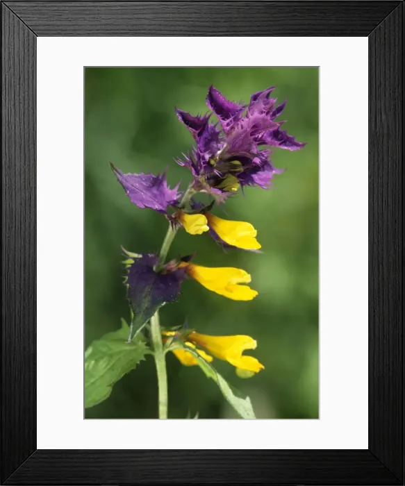 Framed Print : Wood Cow-wheat Framed Print : Wood Cow-wheat