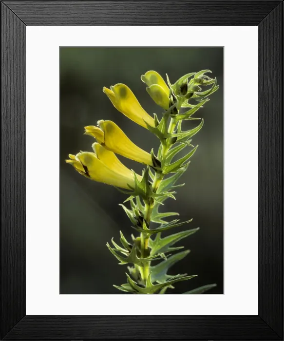 Framed Print : Common Cow-wheat Framed Print : Common Cow-wheat