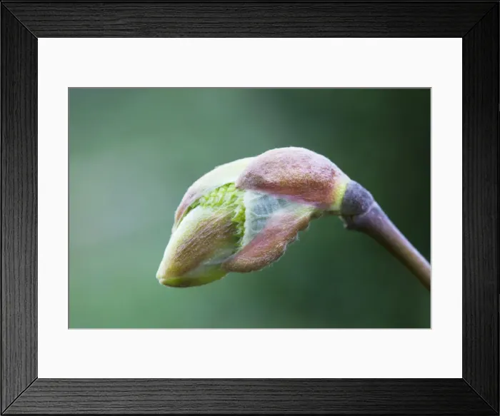 Framed Print : Lime - Basswood bud Framed Print : Lime - Basswood bud