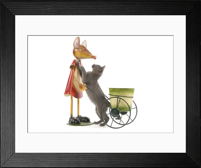 Framed Print : Cat - Chartreux kitten in studio playing with mouse garden ornament Framed Print : Cat - Chartreux kitten in studio playing with mouse garden ornament