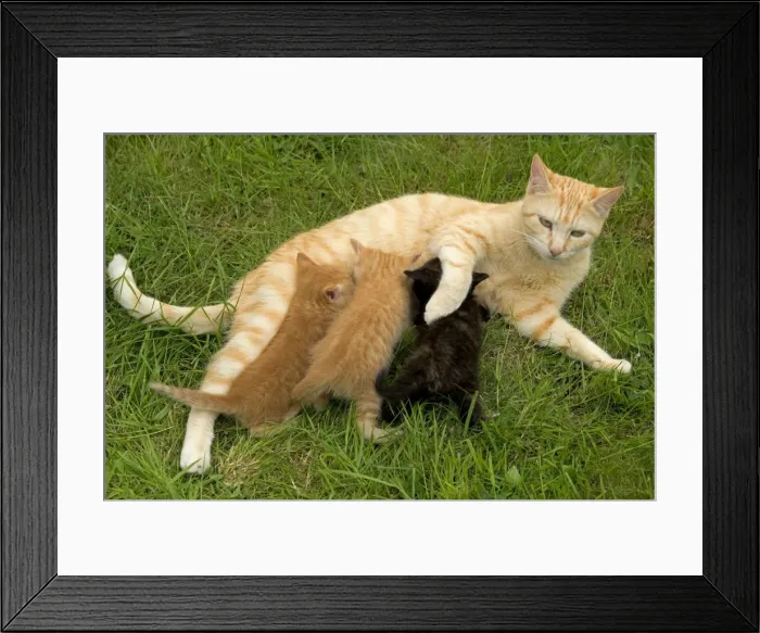 Framed Print : Cat - Ginger female with kittens suckling / feeding Framed Print : Cat - Ginger female with kittens suckling / feeding