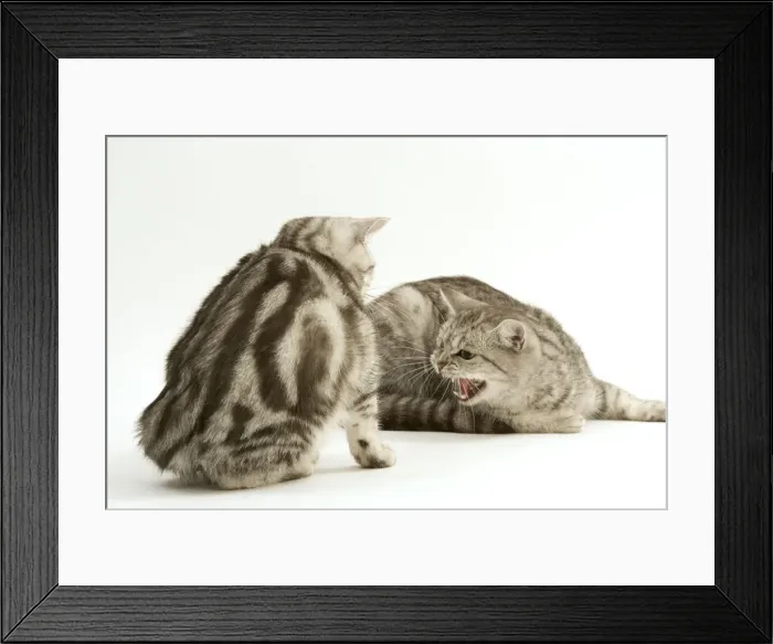 Framed Print : Cat - Two British shorthair kittens in studio having confrontation Framed Print : Cat - Two British shorthair kittens in studio having confrontation
