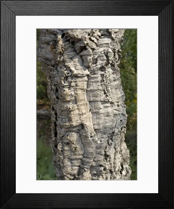 Framed Print : Trunk of cork oak - Eden Project Bodelva St Austell Cornwall UK Framed Print : Trunk of cork oak - Eden Project Bodelva St Austell Cornwall UK
