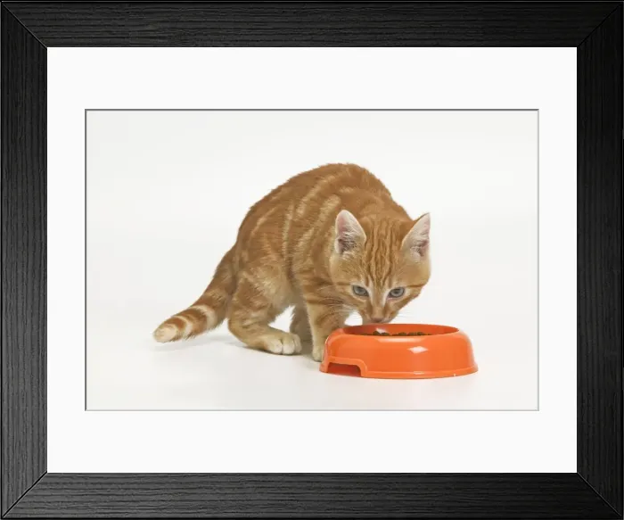 Framed Print : Cat - ginger tabby in studio eating from bowl Framed Print : Cat - ginger tabby in studio eating from bowl