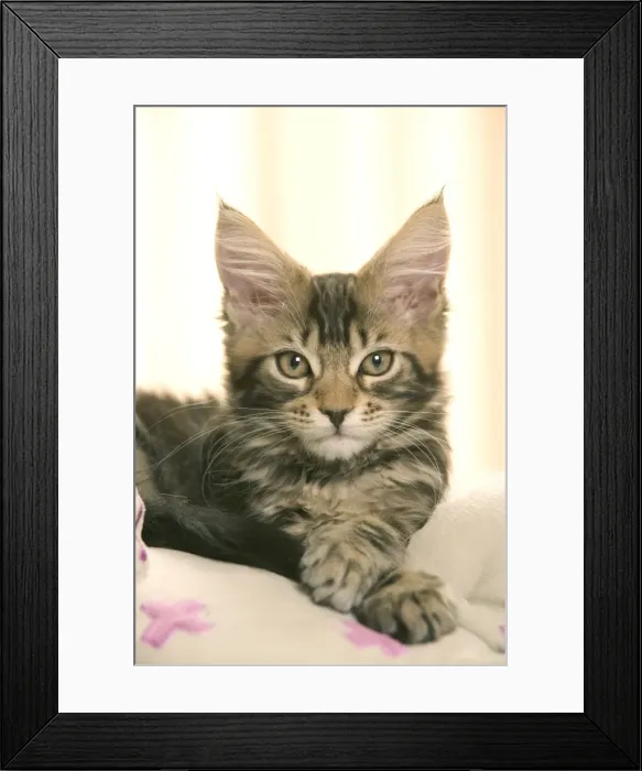 Framed Print : Cat- Maine coon kitten