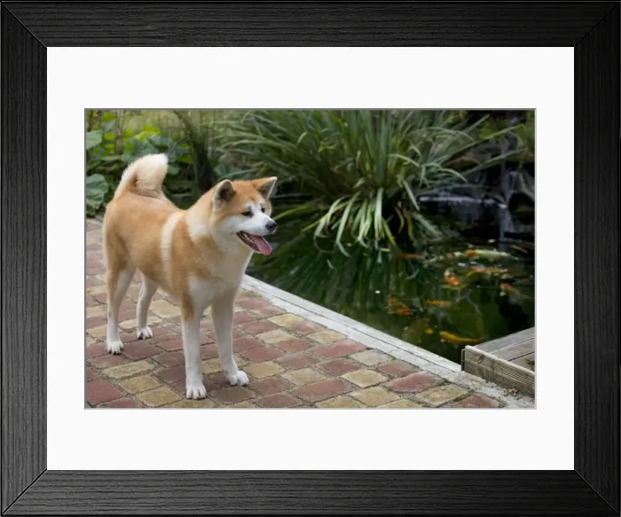 Framed Print : Dog - Akita / Akita Inu - by fishpond. Also known as Japanese Akita Framed Print : Dog - Akita / Akita Inu - by fishpond. Also known as Japanese Akita