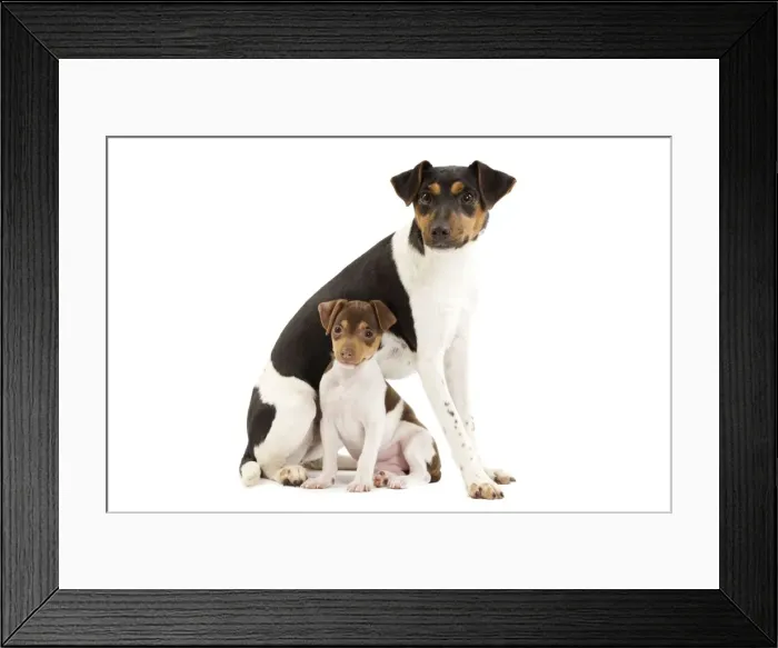 Framed Print : Dog - Brazilian Terrier - adult & puppy in studio Framed Print : Dog - Brazilian Terrier - adult & puppy in studio