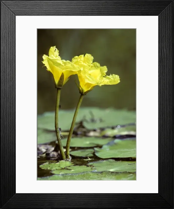 Framed Print : Yellow floating heart Framed Print : Yellow floating heart