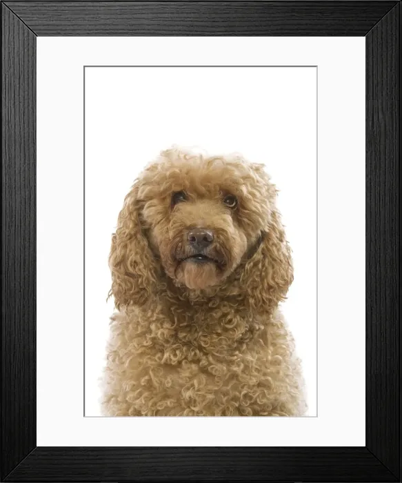 Framed Print : Dog - poodle Framed Print : Dog - poodle
