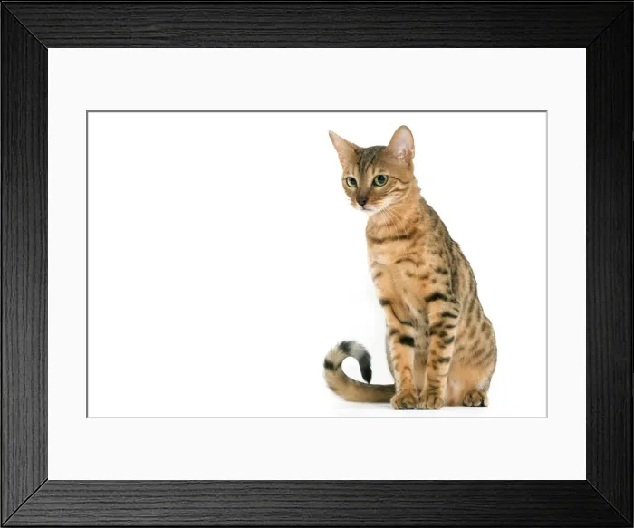 Framed Print : Cat - Bengal brown spotted tabby in studio Framed Print : Cat - Bengal brown spotted tabby in studio