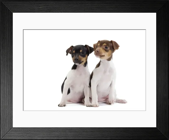 Framed Print : Dog - Brazilian Terrier puppies in studio Framed Print : Dog - Brazilian Terrier puppies in studio