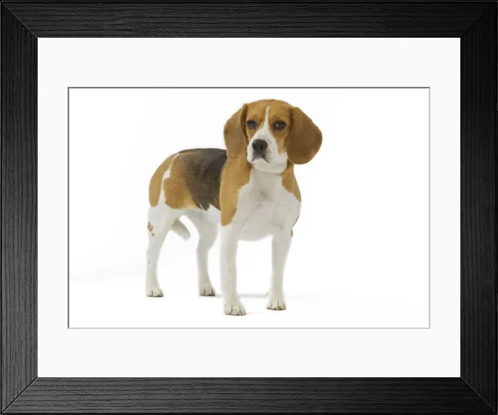 Framed Print : Dog - Beagle in studio Framed Print : Dog - Beagle in studio