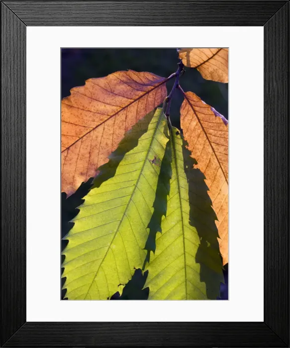 Framed Print : Sweet Chestnut Tree - leaves Framed Print : Sweet Chestnut Tree - leaves