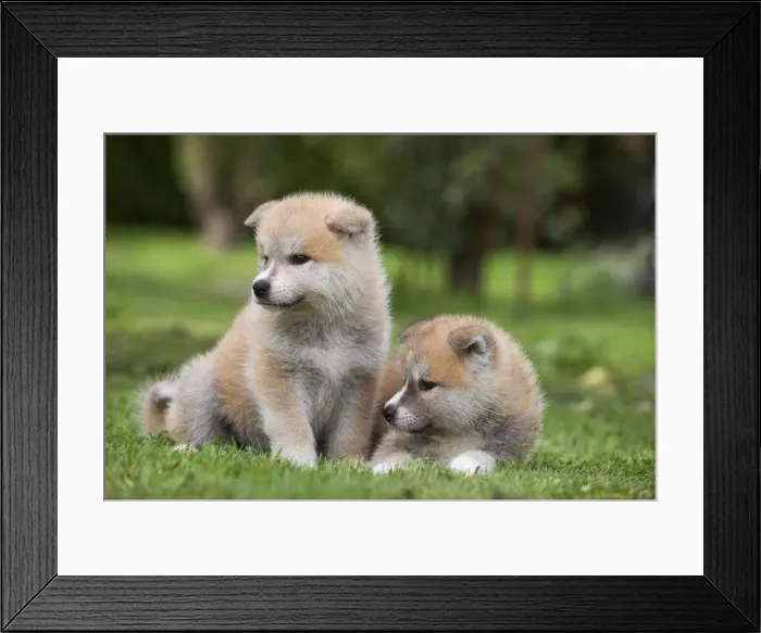 Framed Print : Dog - Akita / Akita Inu - puppies. Also known as Japanese Akita Framed Print : Dog - Akita / Akita Inu - puppies. Also known as Japanese Akita