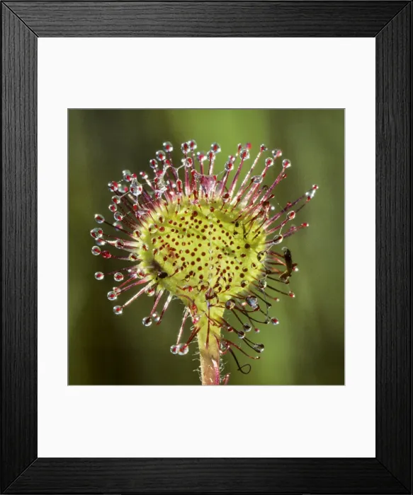 Framed Print : Round-leaved Sundew Framed Print : Round-leaved Sundew