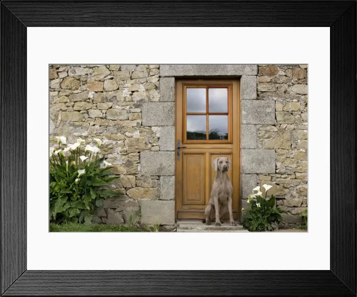 Framed Print : Dog - Weimaraner sitting outside house Framed Print : Dog - Weimaraner sitting outside house