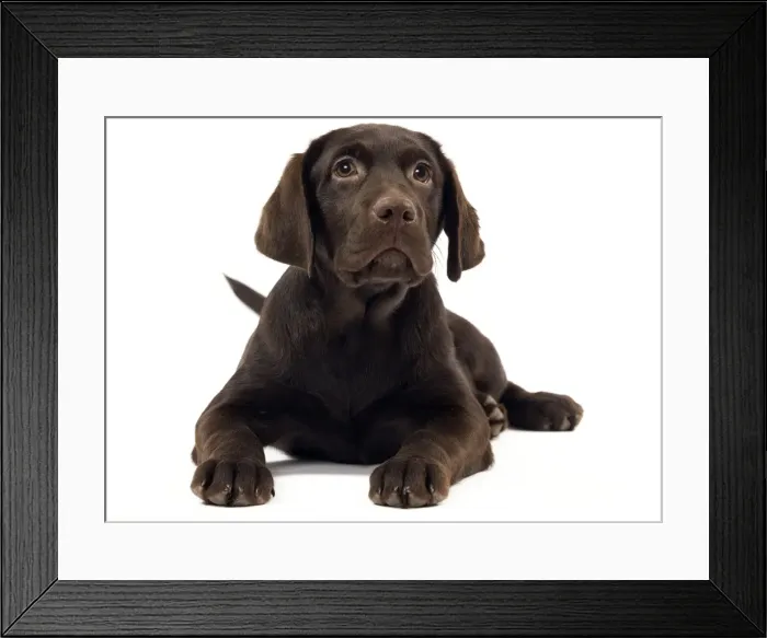 Framed Print : Chocolate labrador puppy Framed Print : Chocolate labrador puppy