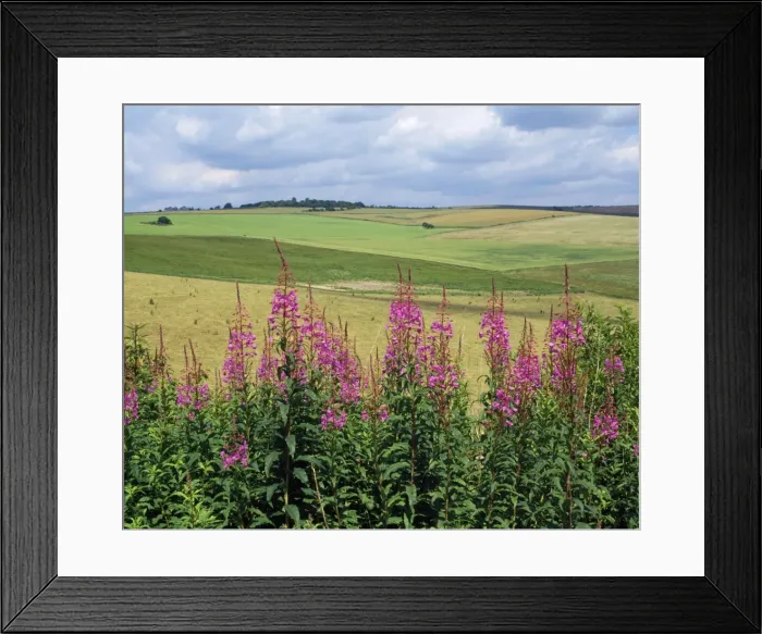 Framed Print : Rosebay Willowherb South downs west sussex, UK Framed Print : Rosebay Willowherb South downs west sussex, UK