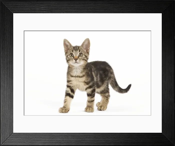 Framed Print : Cat - tabby kitten in studio Framed Print : Cat - tabby kitten in studio