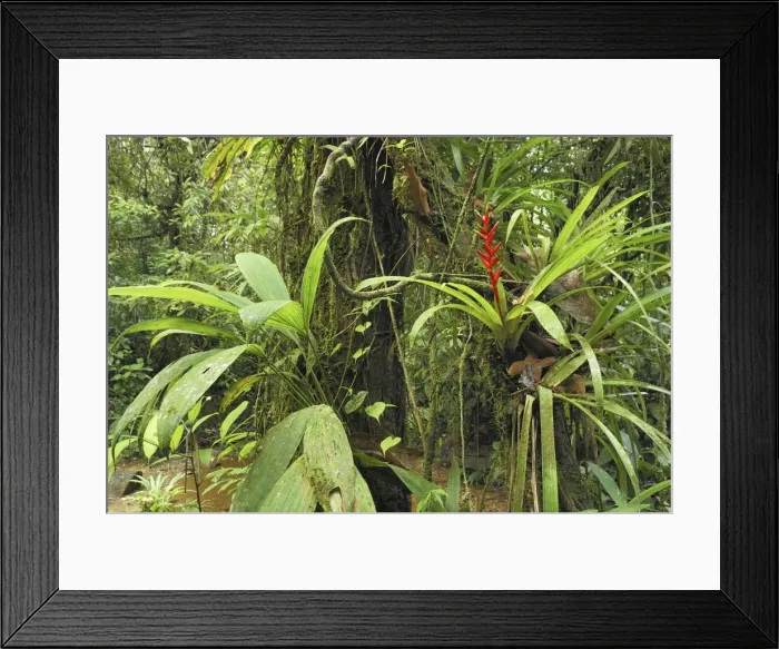 Framed Print : Tropical rainforest with bromeliad San Cipriano Reserve, Cauca, Colombia Framed Print : Tropical rainforest with bromeliad San Cipriano Reserve, Cauca, Colombia