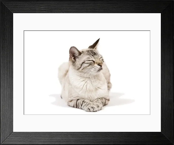 Framed Print : Cat - Bengal - Snow seal lynx spotted tabby in studio Framed Print : Cat - Bengal - Snow seal lynx spotted tabby in studio