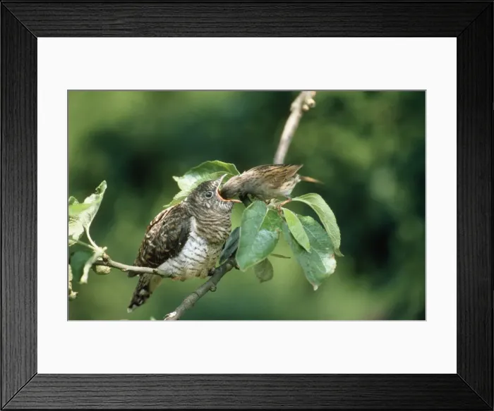 Framed Print : Cuckoo - chick being fed by Dunnock (Prunella modularis) Framed Print : Cuckoo - chick being fed by Dunnock (Prunella modularis)