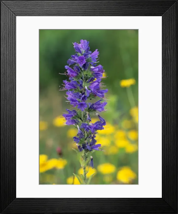 Framed Print : Viper's bugloss Framed Print : Viper's bugloss