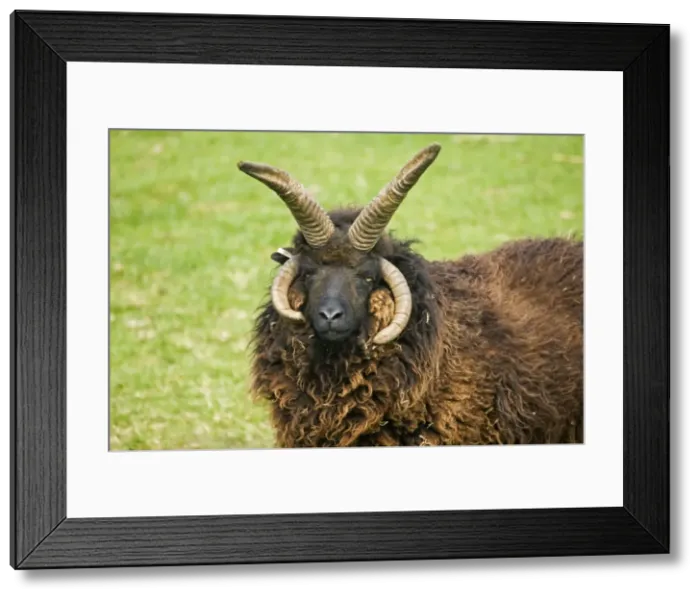 Framed Print : Head of four horned Hebridian / St Kilda sheep. Rare Breed Trust Cotswold Farm Park - UK Framed Print : Head of four horned Hebridian / St Kilda sheep. Rare Breed Trust Cotswold Farm Park - UK