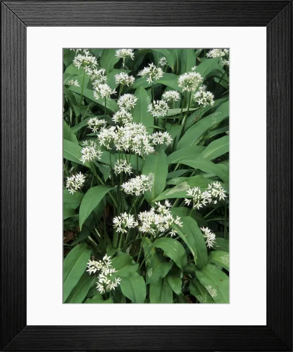 Framed Print : Bear's Garlic in forest Framed Print : Bear's Garlic in forest