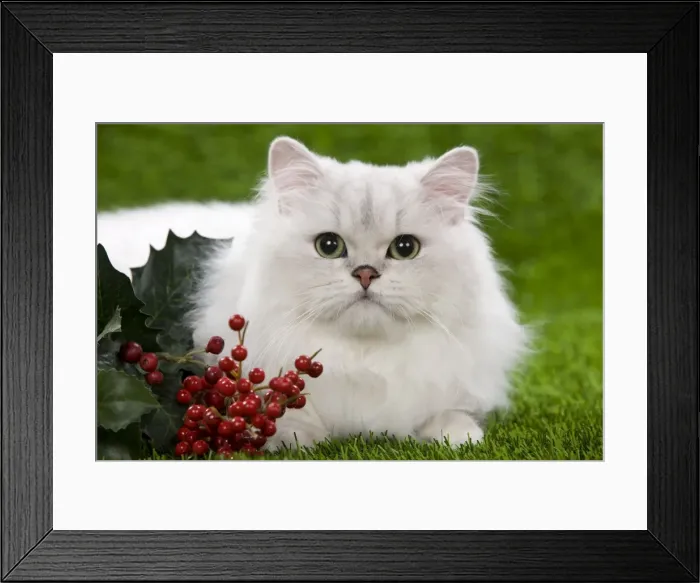 Framed Print : Cat - Persian Chinchilla kitten - black & silver Framed Print : Cat - Persian Chinchilla kitten - black & silver