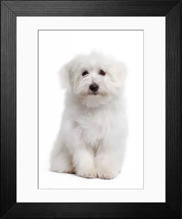 Framed Print : Dog - Coton de Tulear Framed Print : Dog - Coton de Tulear